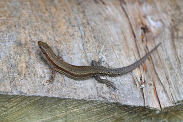Common lizard (Zootoca vivipara) basking in the sun on wood at Bieszczady mountains.