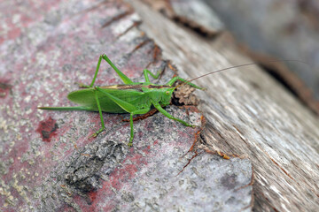 Great Green Bushcricket called also Great Green Bush-Cricket (Tettigonia viridissima) female on wood trunk.