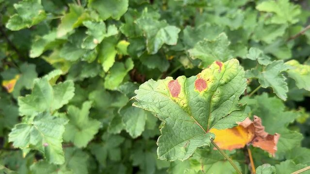 Galls of Redcurrant Blister Aphid or Cryptomyzus ribis on leaf of Redcurrant or Ribes rubrum. Currant disease.