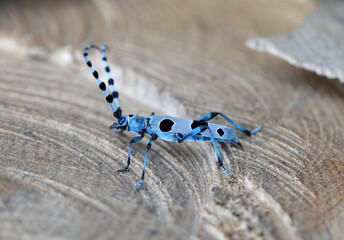 Rosalia Longicorn (Rosalia alpina). A female laying eggs on the trunk of a beech tree in the Nature National Park, Poland, Bieszczady Mountains.