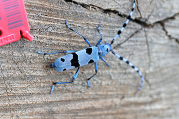 Rosalia Longicorn (Rosalia alpina). A female laying eggs on the trunk of a beech tree in the Nature National Park, Poland, Bieszczady Mountains.