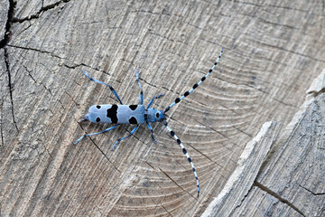 Rosalia Longicorn (Rosalia alpina). A female laying eggs on the trunk of a beech tree in the Nature National Park, Poland, Bieszczady Mountains.