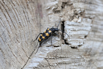 Longhorn beetle - Leptura quadrifasciata, Strangalia quadrifasciata, is a species of beetle in the family Cerambycidae. A female laying eggs.