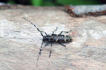 Longhorn Beetle (Monochamus sartor), female on wood.