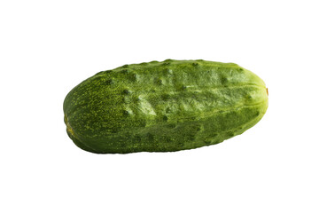 Freshly picked green organic pimples cucumber isolated on transparent. Cucumber fruit close-up on a transparent background