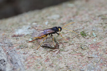 Obraz premium Giant horntail (Urocerus gigas). A female laying eggs in the wood of a spruce tree.