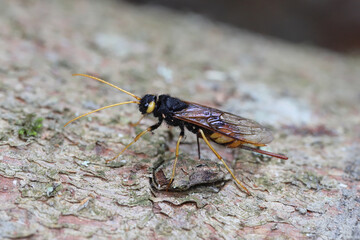 Giant horntail (Urocerus gigas). A female laying eggs in the wood of a spruce tree.