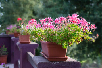 Pink flowers in pots with bushes background in a summer day