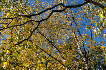 Fototapeta premium sunny autumn weather in a birch forest with a blue sky
