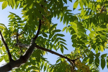 sumac tree with green foliage in windy weather