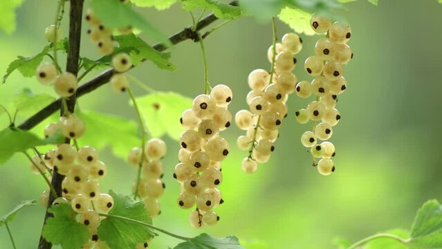 Ripe sweet white currant berry In summer garden outdoors. Ripe  white currant berry branch bush close up