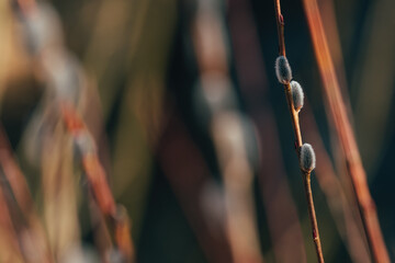 Basket willow (Salix viminalis) plant branch, closeup