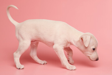 Portrait of cute Italian Greyhound puppy isolated on pink studio background. Small beagle dog white...