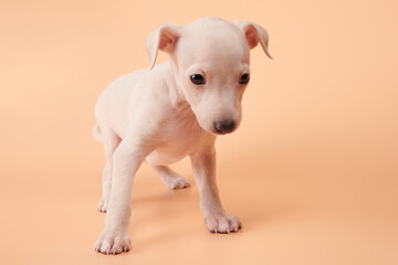 Portrait of cute Italian Greyhound puppy isolated on orange peachy studio background. Small beagle dog white beige color.