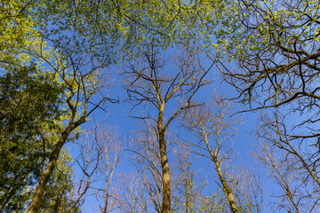 deciduous trees in a mixed forest in the spring season