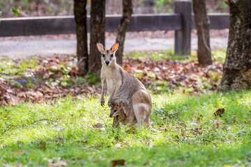 Naklejka na ściany i meble Whiptail Wallaby with Child in Pouch eating.. grass on meadow, Queensland, Australia.