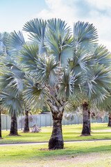 Bismark Palms in Botanical Garden in front of Blue Sky, Australia