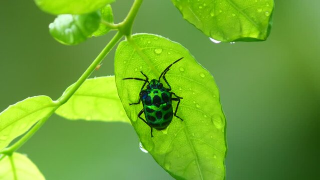 Shield Bug or Chrysocoris stollii Wolff insect in Thailand and Southeast-Asia.