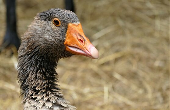Portrait of goose in the farm on countryside