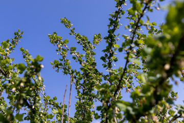 gooseberry bush with green foliage and flowers