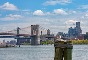 Seagull in front of Brooklyn Bridge in New York
