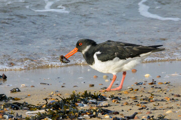 Eurasian Oystercatcher (Haematopus ostralegus) standing at shore foraging on mussel, Zeeland, the Netherlands.