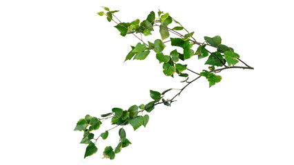 Birch branch with fresh green leaves (Betula) | transparent png  | isolated tree branch foreground