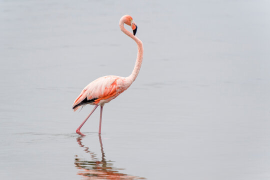 American or Caribbean flamingo (Phoenicopterus ruber) walking in water with reflection, lake Goto, Bonaire, Dutch Caribbean.