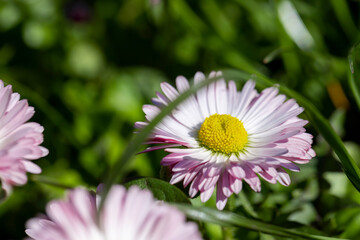 Obraz premium beautiful blooming daisies white and red in spring