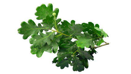 Branch of oak tree with fresh green leaves and acorn | isolated foreground | transparent png  - obrazy, fototapety, plakaty