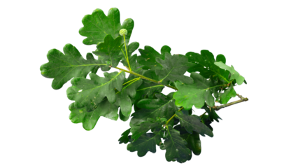 Branch of oak tree with fresh green leaves and acorn top down | isolated foreground | transparent png 
