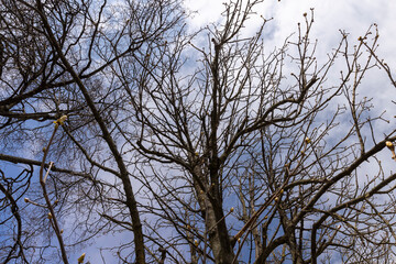 deciduous trees in the park in the spring season