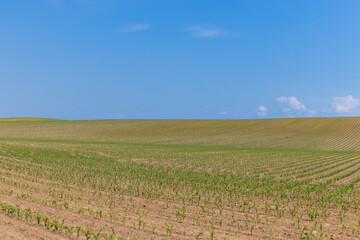 green corn sprouts in the spring season, an agricultural field