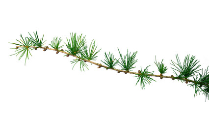 Branch of larch (Larix) with fresh greenneedles, Germany | coniferous branch | isolated transparent png 