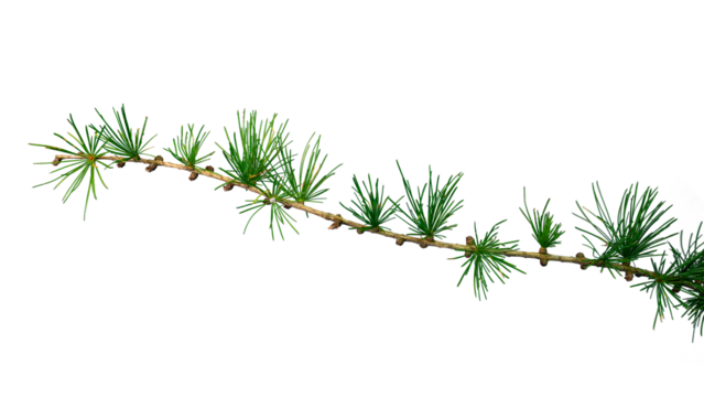 Branch of larch (Larix) with fresh greenneedles, Germany | coniferous branch | isolated transparent png 