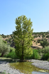 Sycamore tree and river