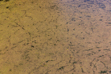 Swampy terrain with plants in summer