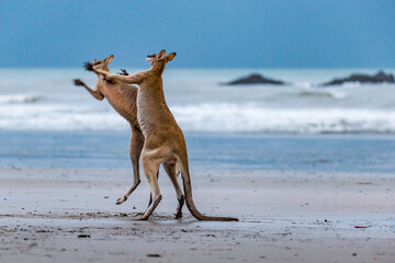 Two Kangaroos Fighting on the Beach at Cape Hillsborough, Queensland, Australia.