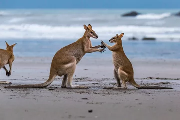 Photo sur Plexiglas Parc national du Cap Le Grand, Australie occidentale Small and Big Kangaroos Fighting on the Beach at Cape Hillsborough, Queensland, Australia.
