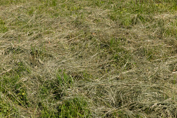 harvesting and drying hay grass for use in winter