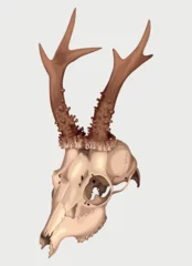 Foto op Plexiglas Vector picture of realistic detailed deer skull © olga_igorevna