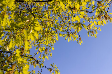 young spring oak foliage and oak flowers during flowering