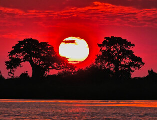 Baoba Trees at Sunset in Africa 