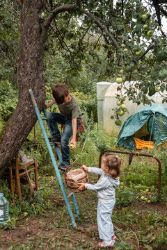 Children collecting apples in basket