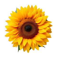 Obraz premium Beautiful sunflower isolated PNG transparent background 