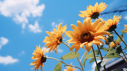 sunflower over cloudy blue sky
