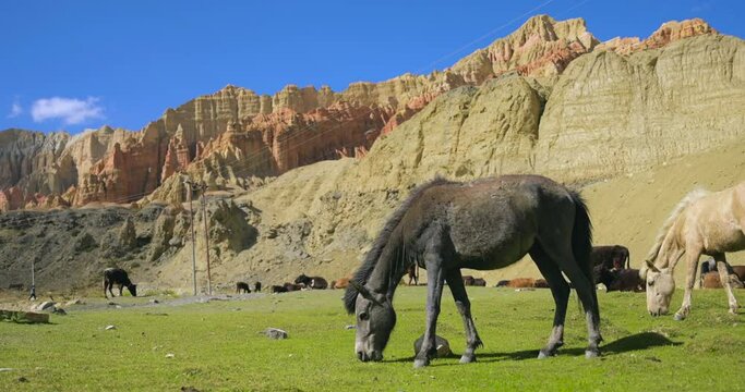 Horses grazing in Green land of Upper Mustang Nepal with red cliff in backdrop. Cinematic scenario under the blue sky sunny weather 4K