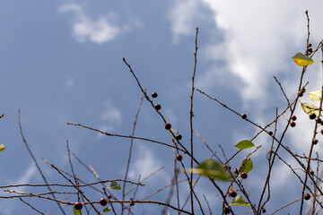 sluggish cherry berries in the summer