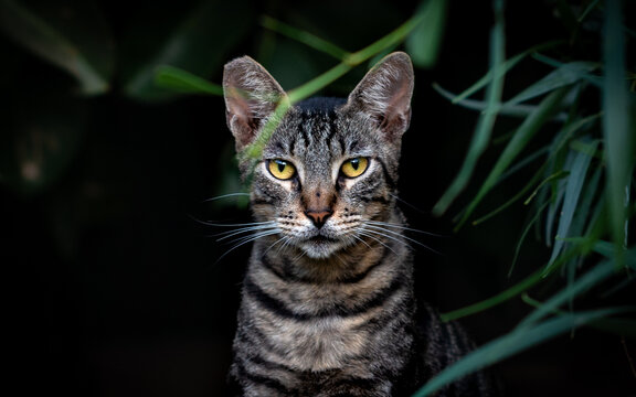 Stray cat with cropped ear indicating that it has been spayed or neutered by a rescue group as part of a TNR program to control the overpopulation of feral cats. Feral cat with yellow eyes in a park