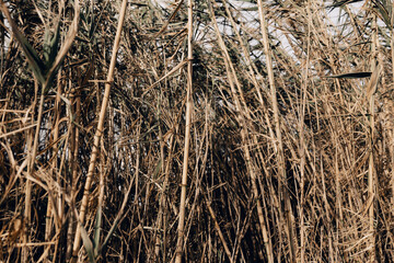 grass background